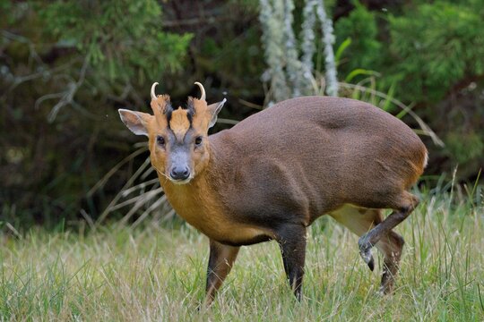 Reeves's muntjac (Muntiacus reevesi), a wild animal in the mountains of Taiwan.