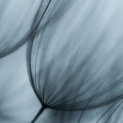 Dandelion abstract background. Shallow depth of field.