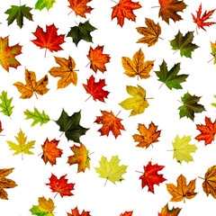 Naklejka na ściany i meble Maple leaf background. Season leaves seamless pattern background. Autumn yellow red, orange leaf isolated on white. Colorful maple foliage.