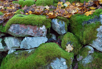 Mossy boulders in autumn