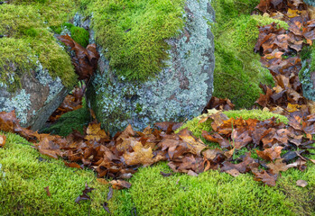 Mossy boulders in autumn