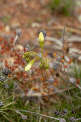 The beautiful yellow flowered sundew Drosera subhirtella east of Hyden, Western Australia