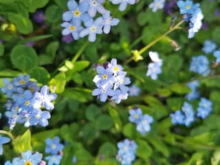 forget me not
