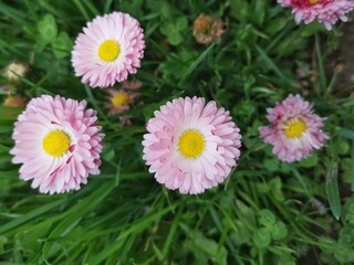 flowers in the garden