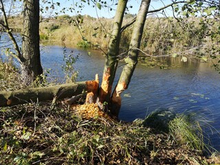 river in the forest