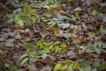 leaves in the forest