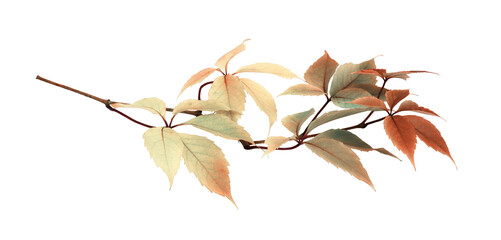Twig with colorful autumn leaves of wild grape