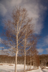 冬のシラカバ並木
