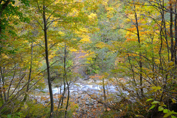 神通峡の紅葉