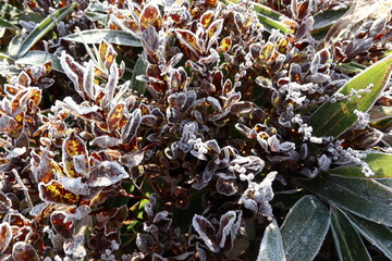 霜がついた草 (霧氷) ～秋から冬へ～