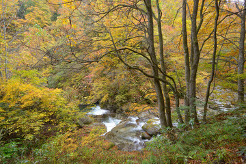 神通峡の紅葉