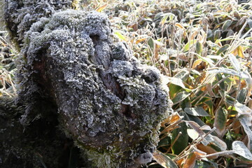 霜がついた木 (霧氷) ～秋から冬へ～