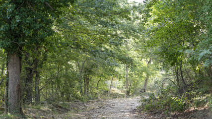 Chemin en sous-bois par un jour d'été ensoleillé