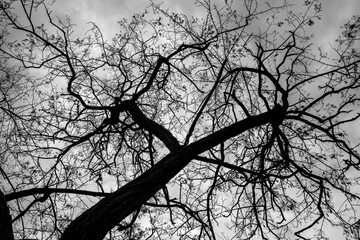 Branches of a branchy tree against the sky. Black and white photo