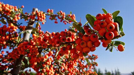 Orange fire thorn bush and berries. (Pyracantha Coccinea)