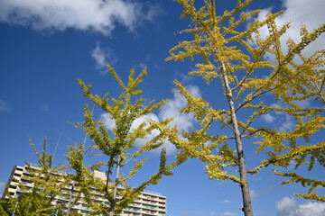 千里ニュータウン新千里東町（大阪府豊中市）のUR新千里東町団地の高層住棟