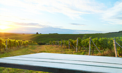 Ripe grapes on vines in Tuscany, Italy. Picturesque winery, vineyard. Sunset warm light. Eco....