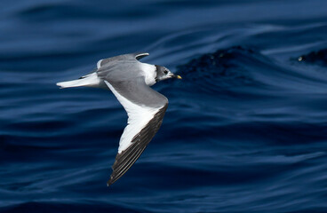 Sabine's Gull, Xema sabini