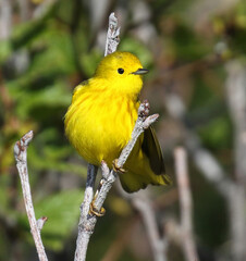 Yellow Warbler, Setophaga aestiva