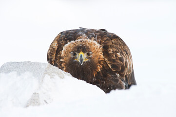 Golden Eagle, Aquila chrysaetos