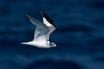 Sabine's Gull, Xema sabini
