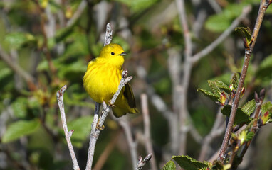 Yellow Warbler, Setophaga aestiva