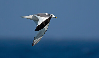 Sabine's Gull, Xema sabini