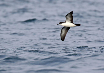Galapagos Shearwater, Puffinus subalaris