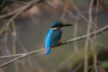 カワセミ！
獲物を見つけやすそうな場所を物色？