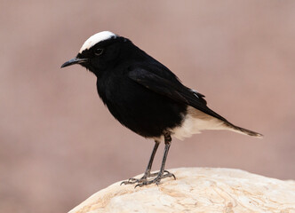 Fototapeta premium White-crowned Wheatear, Oenanthe leucopyga