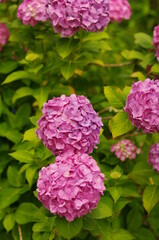 Fototapeta premium 丸く可愛らしく咲く紫陽花