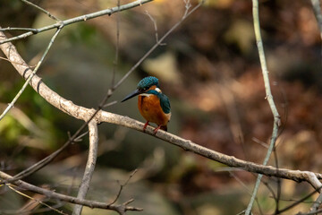 夏に生まれたカワセミ！
半年たちましたが、まだ完全に大人の色には慣れていません。