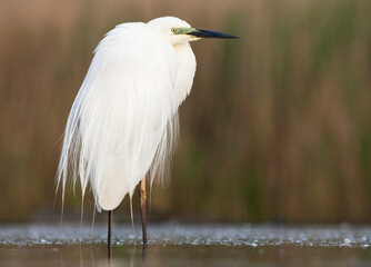 Grote Zilverreiger, Western Great Egret, Ardea alba alba