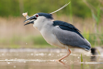 Black-crowned Night Heron, Nycticorax nycticorax