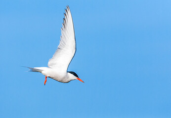 Fototapeta na wymiar Common Tern, Sterna hirundo