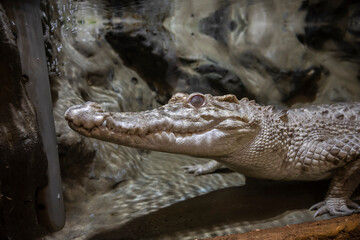 Head of a large crocodile close-up in the zoo