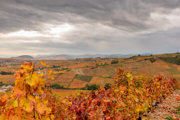Vignes et paysage d'automne