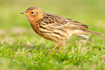 Fototapeta premium Red-throated Pipit, Anthus cervinus