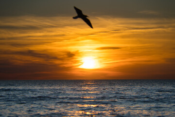 Fototapeta na wymiar Traumhaft romantischer Sonnenuntergang, mit Möven, schäumende Wellen, Abendrot und menschenleerer Strand auf Sanibel Island