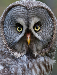 Great Grey Owl, Strix nebulosa