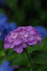 高貴な紫色の紫陽花