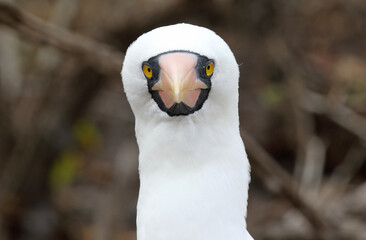 Nazca Booby, Sula granti