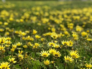 黄色い花の花畑　テクスチャ