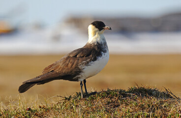 Pomarine Skua, Stercorarius pomarinus