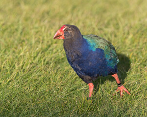 South Island Takahe, Porphyrio hochstetteri