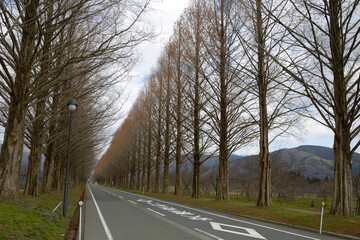 メタセコイヤ並木