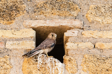 Lesser Kestrel, Falco naumanni