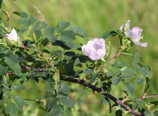 Wildrose ganz zahm