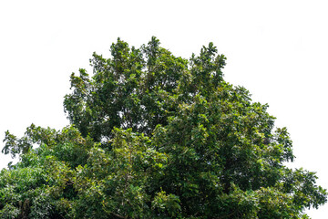 Green bush isolated on white background with copy space and  clipping path.