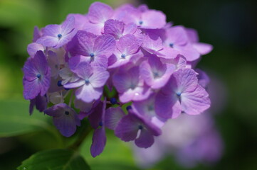 Fototapeta na wymiar 身を寄せ合い咲く紫陽花